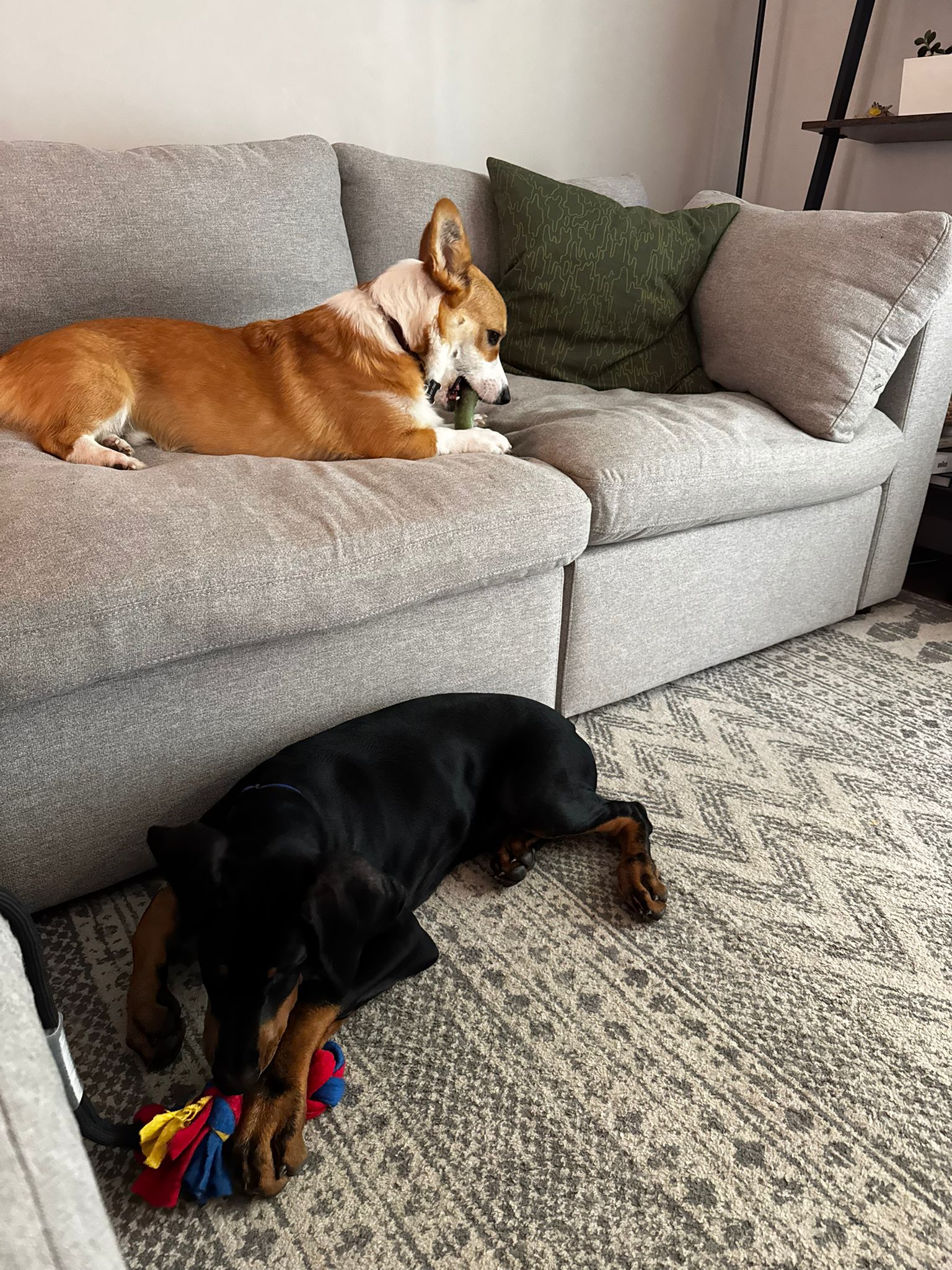 Corgi and Doberman chewing on toys